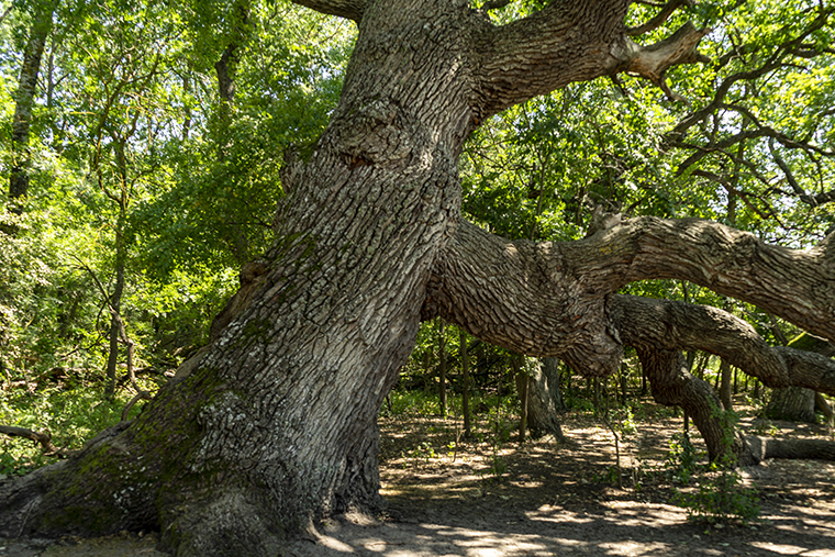 Stejarul ingenuncheat Padurea Caraorman